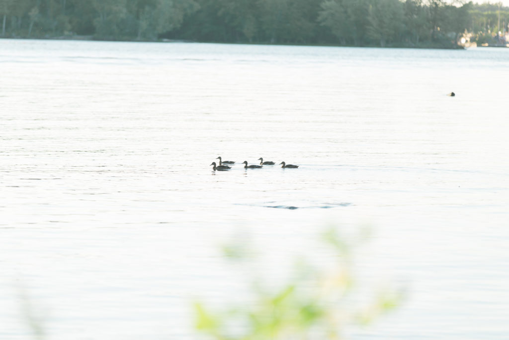 Ducks on the Ottawa River Downtown